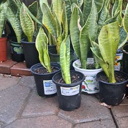 Snake plants