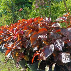 Beautiful Red Copper Leaf Privacy Hedge Plants 7gl $16🏡🏡🏡