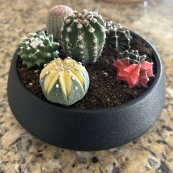 Various Potted Succulents Gardens 