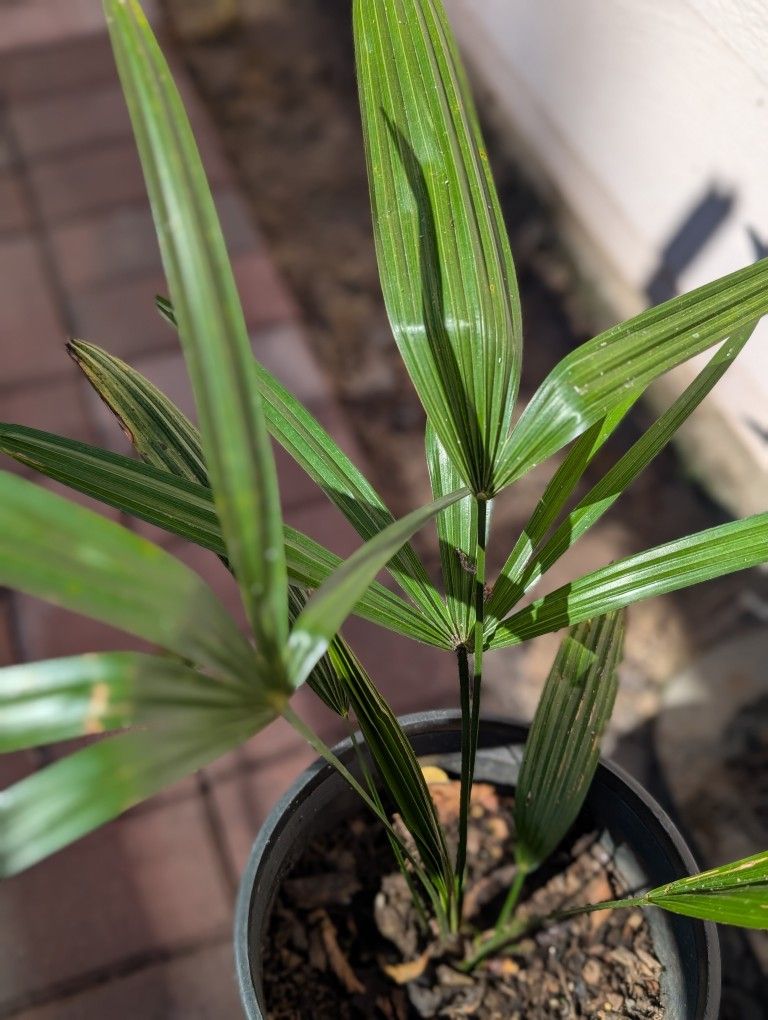 Palm Tree / Plant