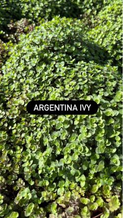 💚 Argentina Ivy