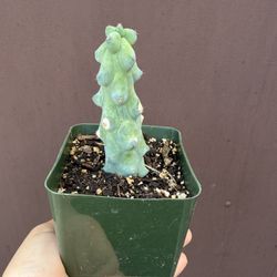 4” boobie cactus