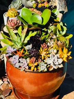 A big Ceremic pot of arrangement succulents