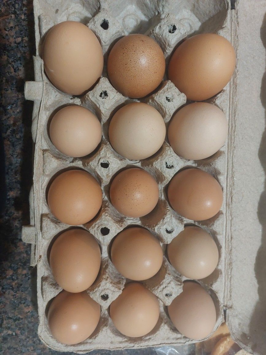 Pullet Eggs