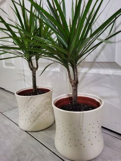 🌿Healthy Live Air Purifying Houseplant Dracaena 21"Tall In Nursery Pot 6" ~ Easy To Grow ~ $15/Ea 