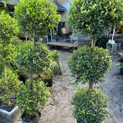 Topiary In 3 gls Pot. SPECIAL PRICE 🤩