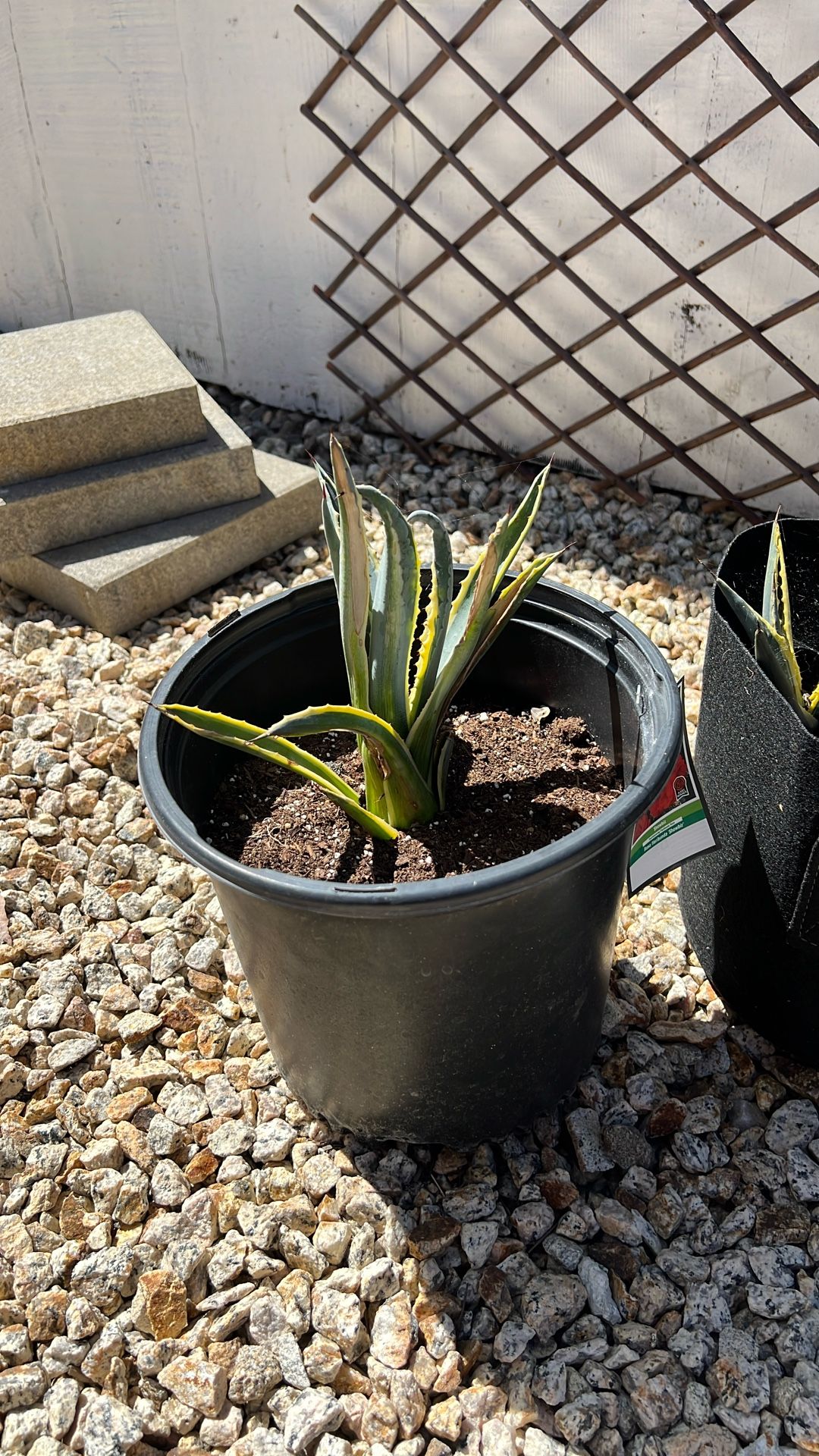 American Agave 
