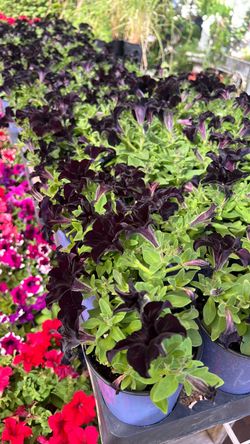 Petunias