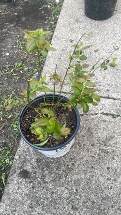 Blueberry bush