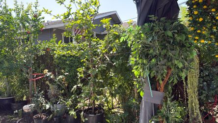 Pink Guava Tree