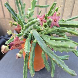 Stapelia Scitula