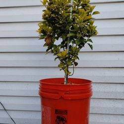 Japanese Euonymus Shrub 