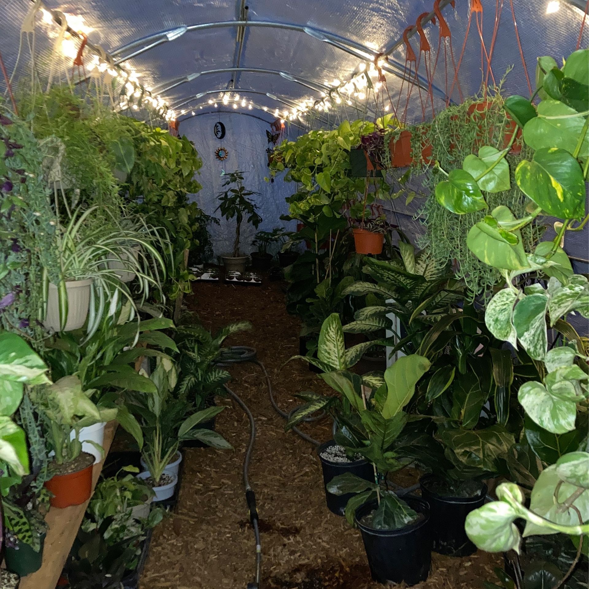 Plant Sale Tonight Til 9pm, Come Get Your Bargains, 3/4 Blocks From Mcgeorge Law School