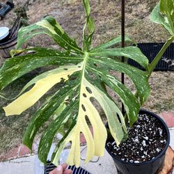 Thai Con Constellation Monstera Variegated Plant