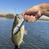 Zachary Campbell 