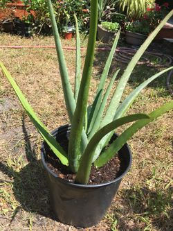 This beautiful Aloe Vera plant !$20 good for your skin,hair and ...