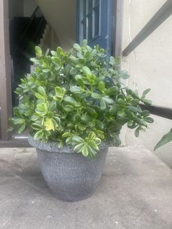 Plants