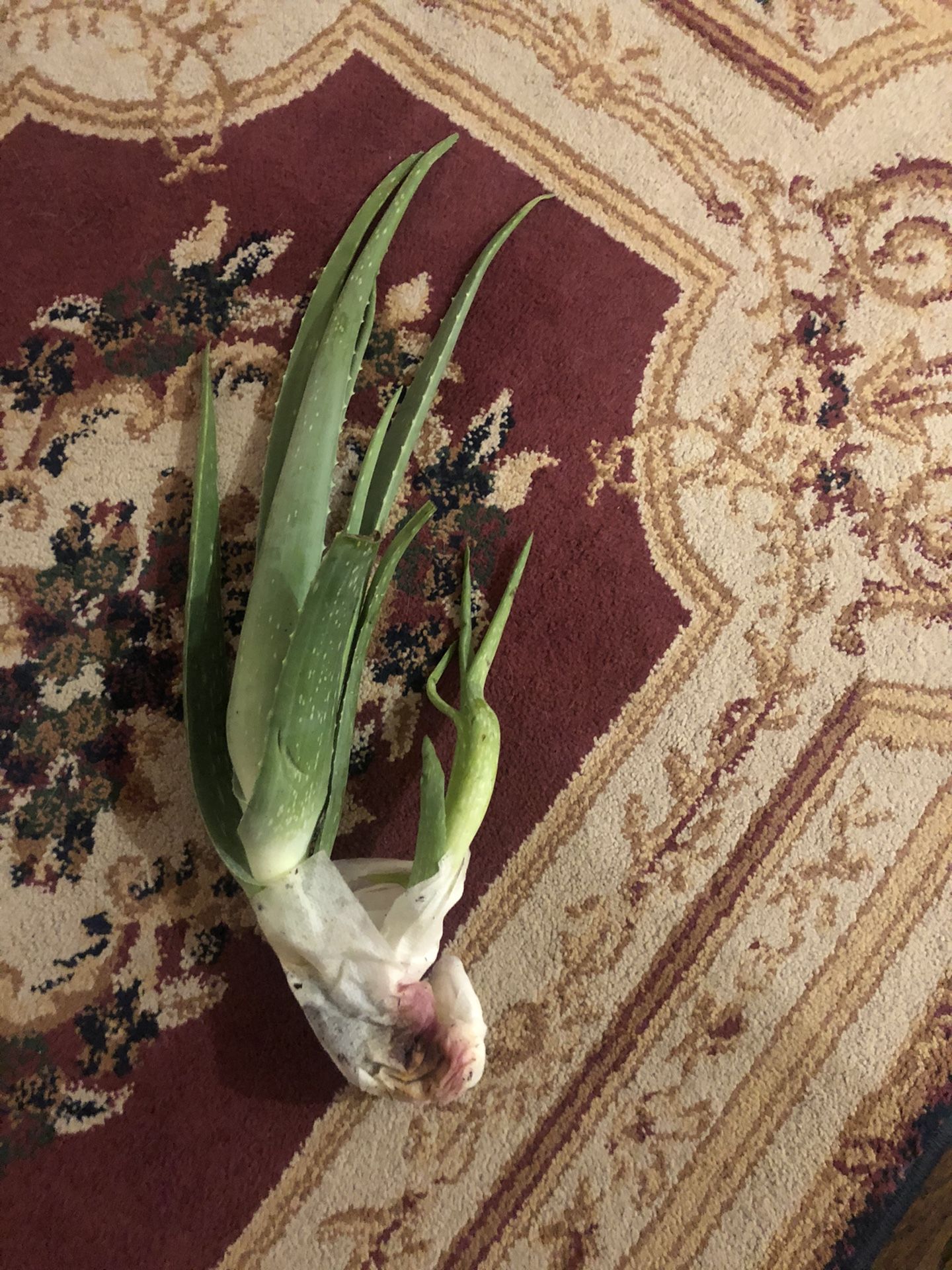 Aloe Vera Plants