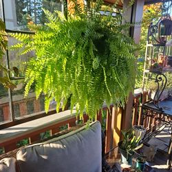 Large Boston Fern