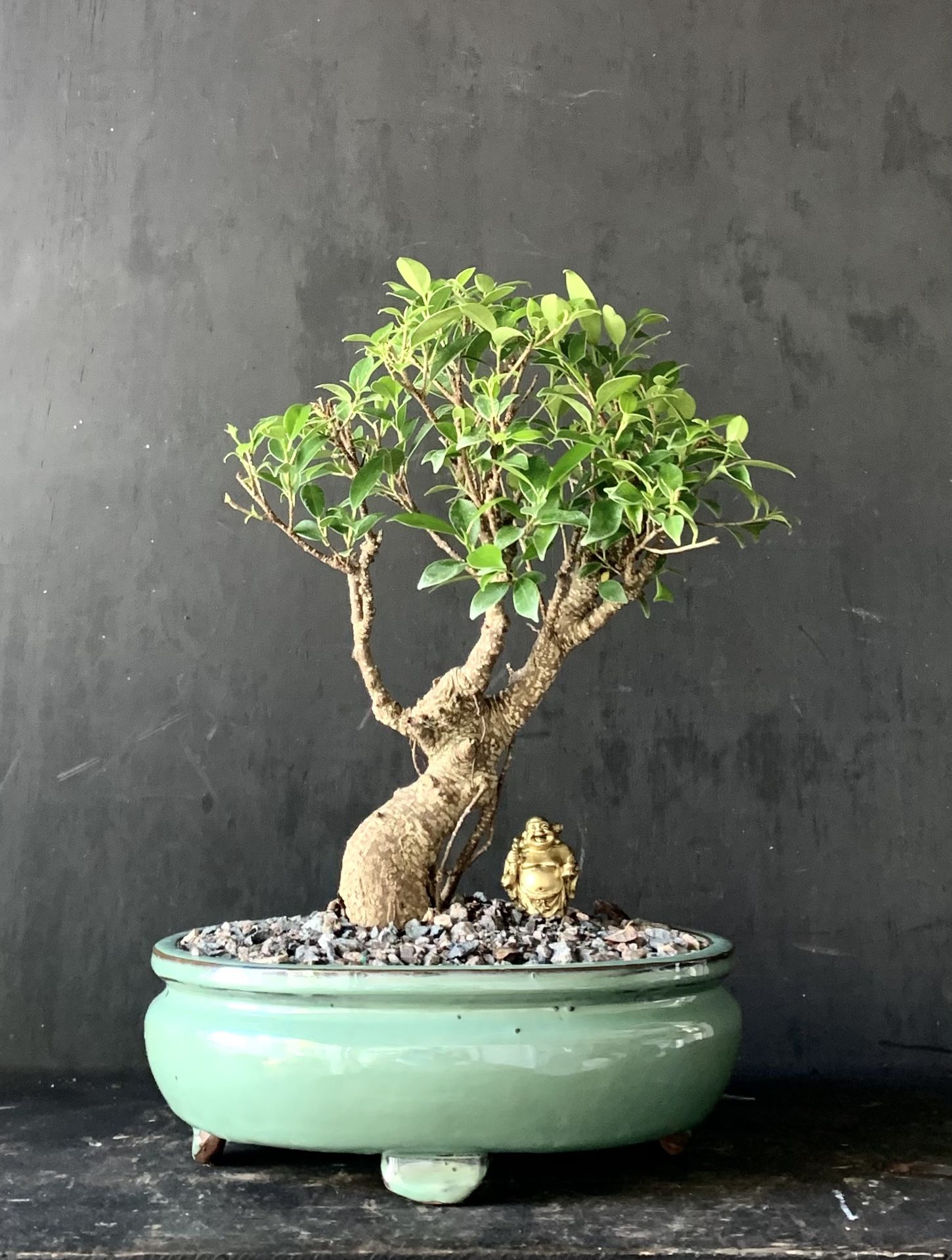 Bonsai Ficus Tigerbark