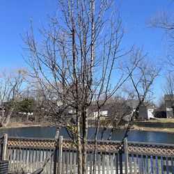 Ornament pear tree 4 years old