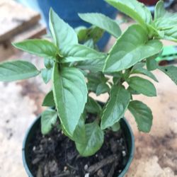 Cinnamon Basil - (2-3 plants per pot ) - 3.5 inch pot 