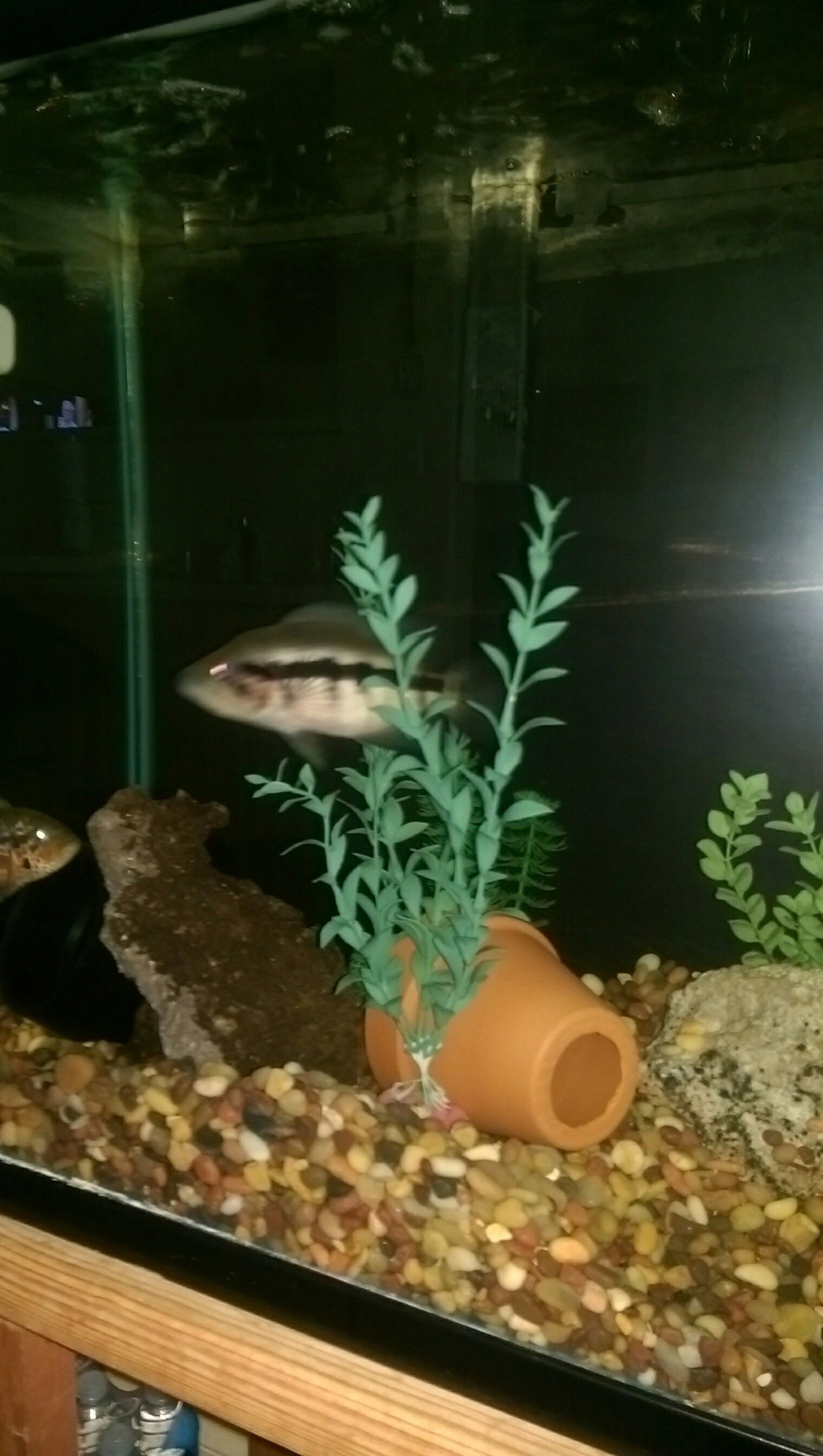 Dovii cichlid (female)
