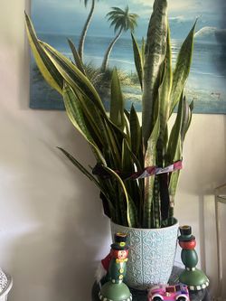 Snake Plants