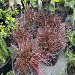 Fire Cracker Grass 15$ Each