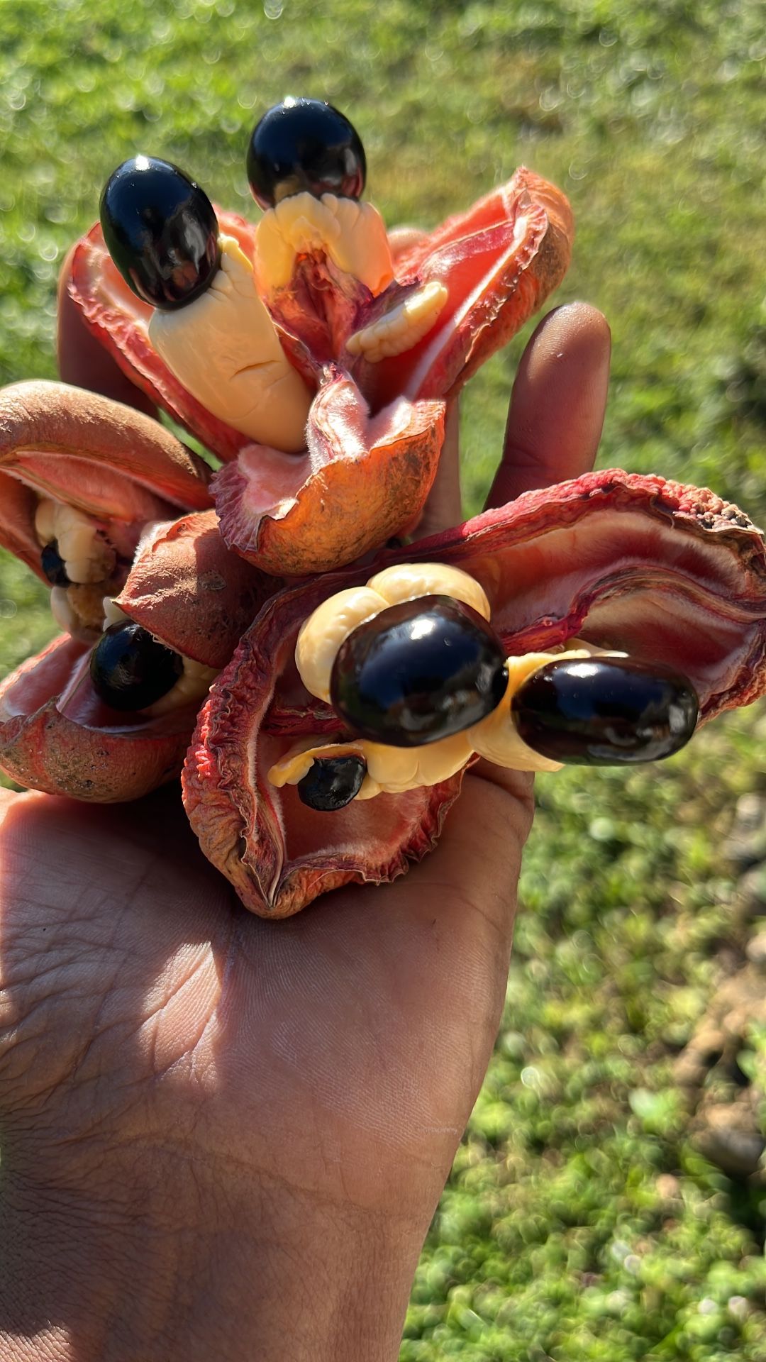 Ackee Tree