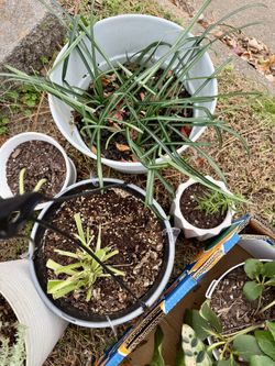 Houseplants/Succulents