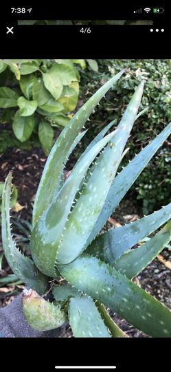 Aloe plant