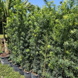 Huge Beautiful Podocarpus  Over 6 Feet Tall Full Green  Fertilized  Ready For Planting Instant Privacy Hedge  Same Day Transportation 