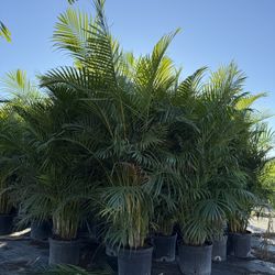 Areca Palms