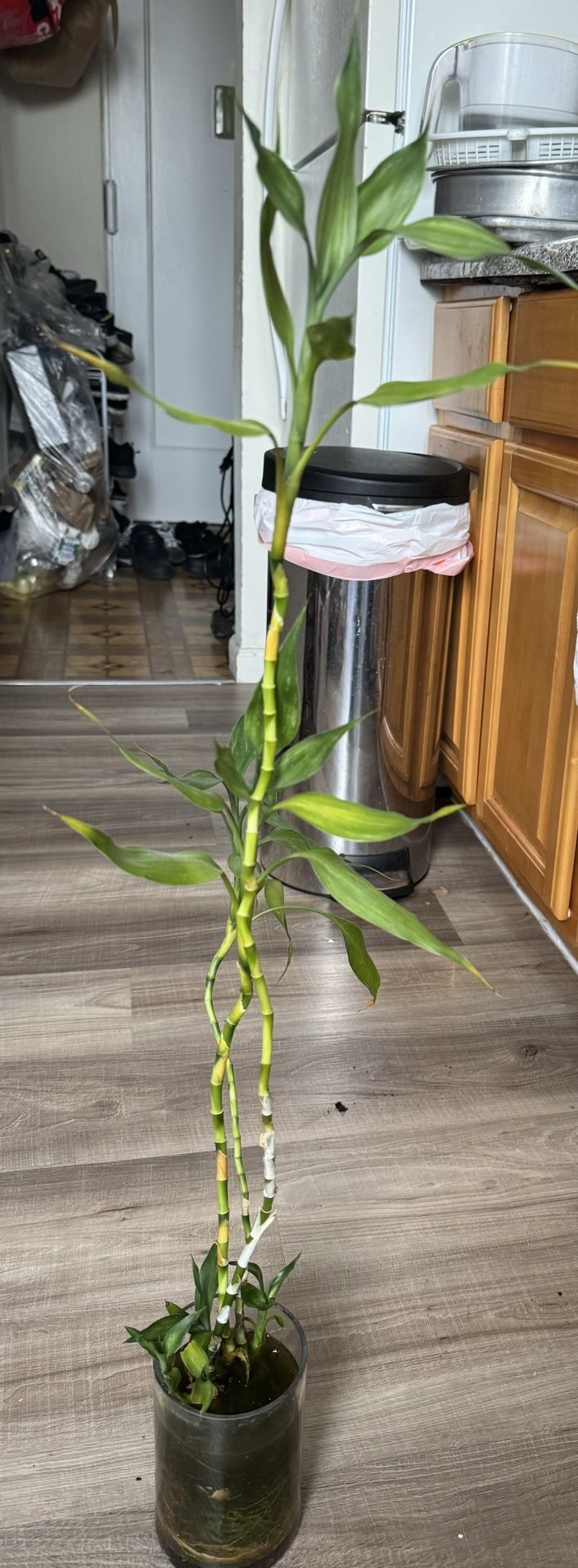 Live Plant In The Water 