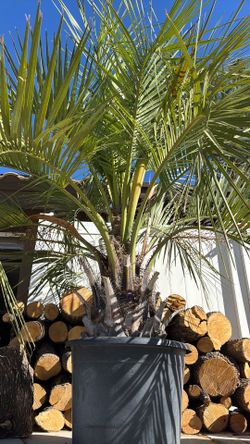 Palm trees