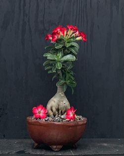 Bonsái Snow Rose