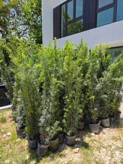 podocarpus 6 to 7 feet tall Instant Privacy Hedge For Fence Green Full Ready for planting  minimum qty 30+