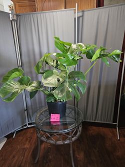 Plants For Sale