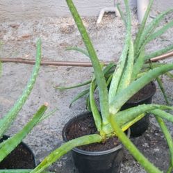 Aloe Vera Plants 
