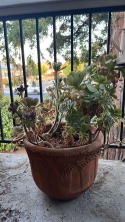 Succulent variety in large terracotta pot
