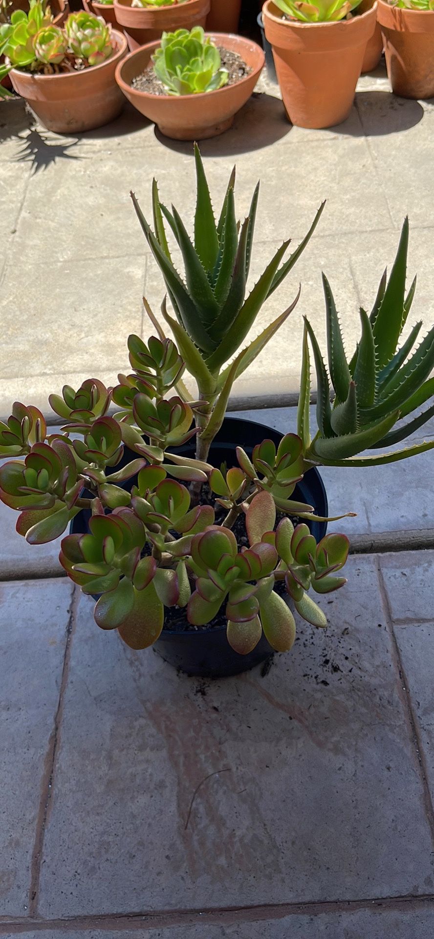 Aloe vera and Jade