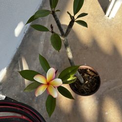 Plumeria Plant 