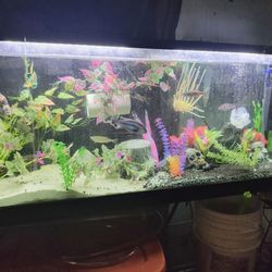 55 G Fish Tank/Stand