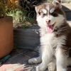 Dylan