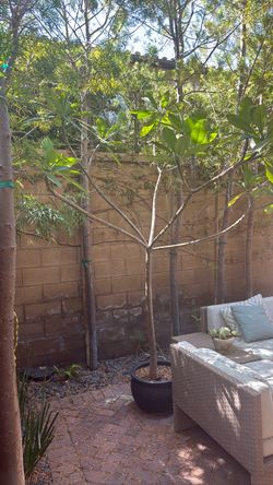 Over 6 ft tall plumeria tree white flowers