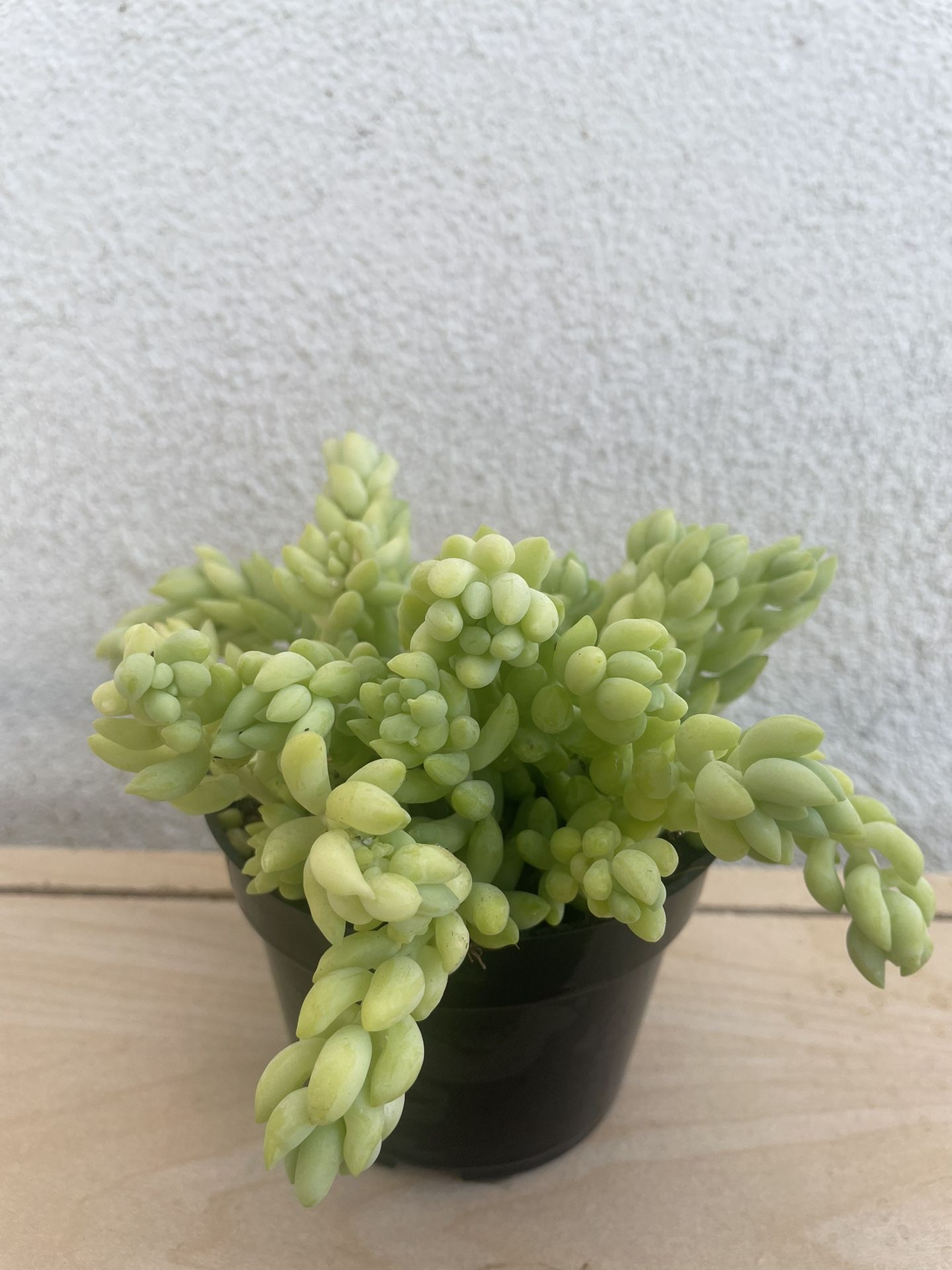 Donkey Tail Succulent