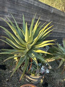 Aloe Principis