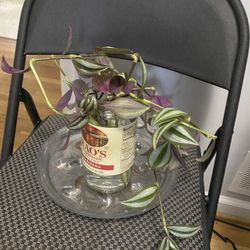 Starter Tradescantia Zebrina Houseplant 