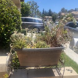 Pot And Plants With Stand For $30